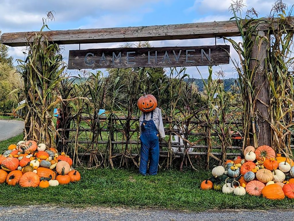 Two Brothers Pumpkins at Game Haven Farm in Carnation WA